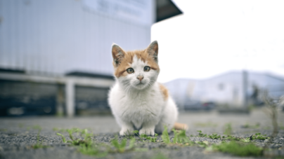 Two Cats Left Behind in Apartment—Tears at Where They Hid To Survive