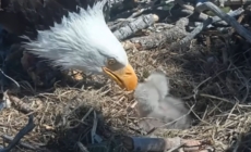 Big Bear’s Bald Eagle Chicks Face a $10M Problem