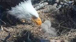 Big Bear’s Bald Eagle Chicks Face a $10M Problem