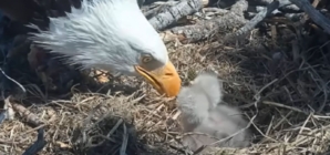 Big Bear’s Bald Eagle Chicks Face a $10M Problem