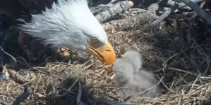 Big Bear’s Bald Eagle Chicks Face a $10M Problem