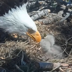 Big Bear’s Bald Eagle Chicks Face a $10M Problem