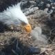 Big Bear’s Bald Eagle Chicks Face a $10M Problem