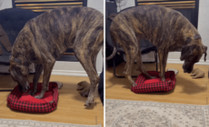 Great Dane Gets Bed Stolen by Corgi, Hysterics Over What Owner Sees