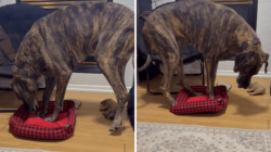 Great Dane Gets Bed Stolen by Corgi, Hysterics Over What Owner Sees