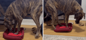 Great Dane Gets Bed Stolen by Corgi, Hysterics Over What Owner Sees