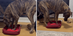 Great Dane Gets Bed Stolen by Corgi, Hysterics Over What Owner Sees