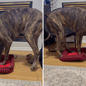 Great Dane Gets Bed Stolen by Corgi, Hysterics Over What Owner Sees