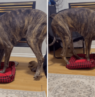 Great Dane Gets Bed Stolen by Corgi, Hysterics Over What Owner Sees
