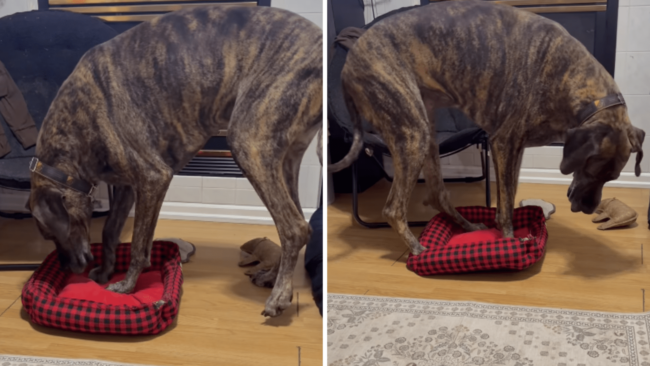 Great Dane Gets Bed Stolen by Corgi, Hysterics Over What Owner Sees