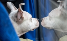 Reason Owner Has Been Up and Out Since 7AM With Dog Delights Internet