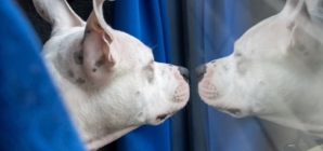 Reason Owner Has Been Up and Out Since 7AM With Dog Delights Internet