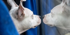 Reason Owner Has Been Up and Out Since 7AM With Dog Delights Internet