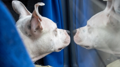 Reason Owner Has Been Up and Out Since 7AM With Dog Delights Internet