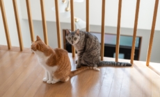 Cat Duo Get Adopted Together, Hysterics Over What They Destroy First