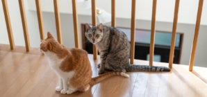 Cat Duo Get Adopted Together, Hysterics Over What They Destroy First
