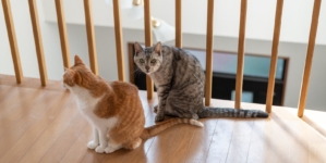 Cat Duo Get Adopted Together, Hysterics Over What They Destroy First