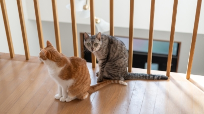 Cat Duo Get Adopted Together, Hysterics Over What They Destroy First