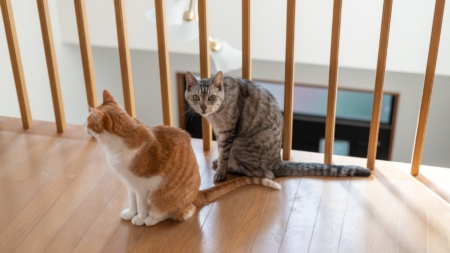 Cat Duo Get Adopted Together, Hysterics Over What They Destroy First