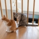 Cat Duo Get Adopted Together, Hysterics Over What They Destroy First