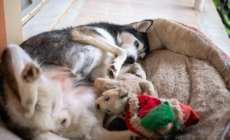 How Husky Sleeps Despite Having Expensive Beds Delights Viewers