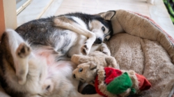 How Husky Sleeps Despite Having Expensive Beds Delights Viewers