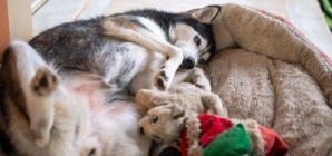 How Husky Sleeps Despite Having Expensive Beds Delights Viewers