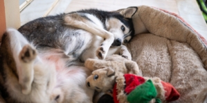 How Husky Sleeps Despite Having Expensive Beds Delights Viewers