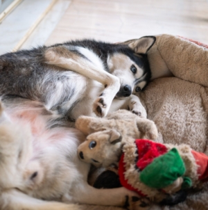 How Husky Sleeps Despite Having Expensive Beds Delights Viewers