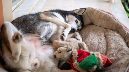 How Husky Sleeps Despite Having Expensive Beds Delights Viewers