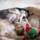How Husky Sleeps Despite Having Expensive Beds Delights Viewers