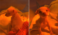 Shelter Puppy Was Only Survivor From Litter—But She Was Missing Two Things