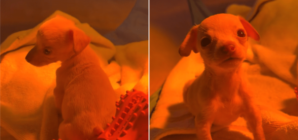 Shelter Puppy Was Only Survivor From Litter—But She Was Missing Two Things