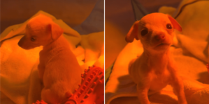 Shelter Puppy Was Only Survivor From Litter—But She Was Missing Two Things