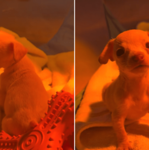 Shelter Puppy Was Only Survivor From Litter—But She Was Missing Two Things