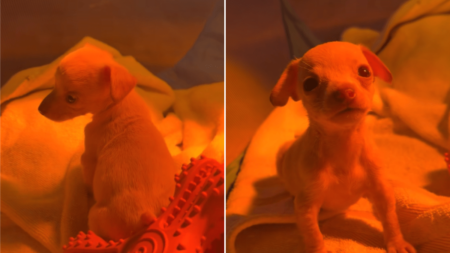 Shelter Puppy Was Only Survivor From Litter—But She Was Missing Two Things