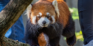 Red Panda Injures Human at Zoo