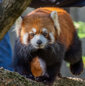 Red Panda Injures Human at Zoo