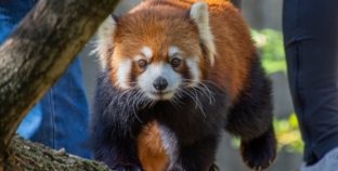 Red Panda Injures Human at Zoo