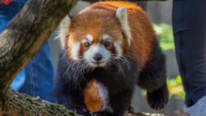 Red Panda Injures Human at Zoo