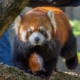 Red Panda Injures Human at Zoo